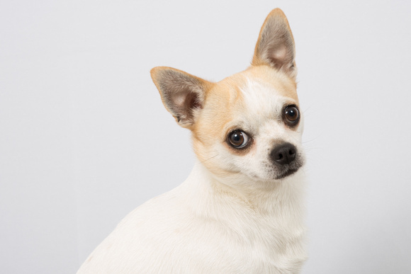 Closeup portrait of white  Chihuahua